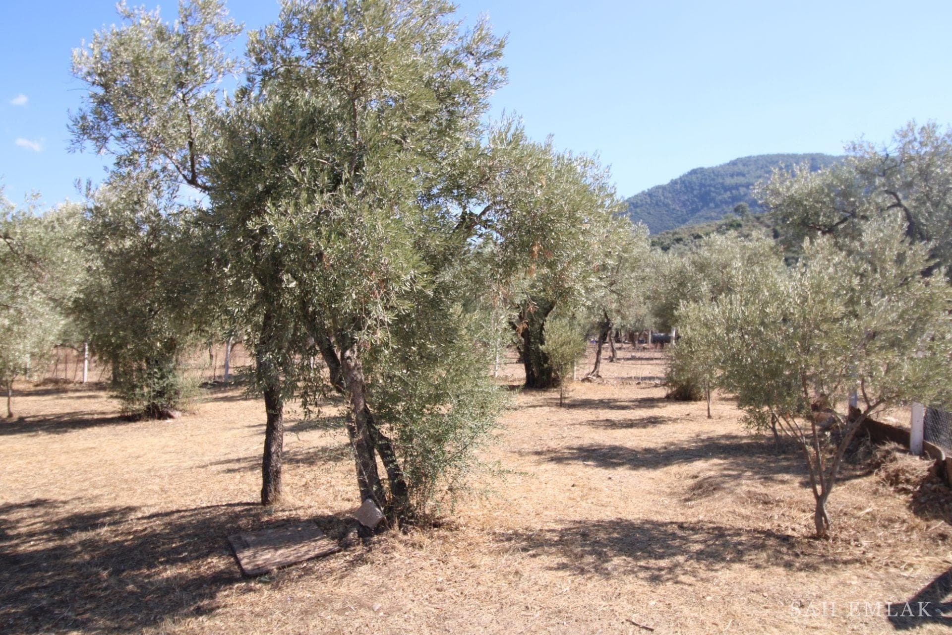 2.551 m² Olivenhain in Pınarcık mit freistehendem 1+1-Haus — Foto 11