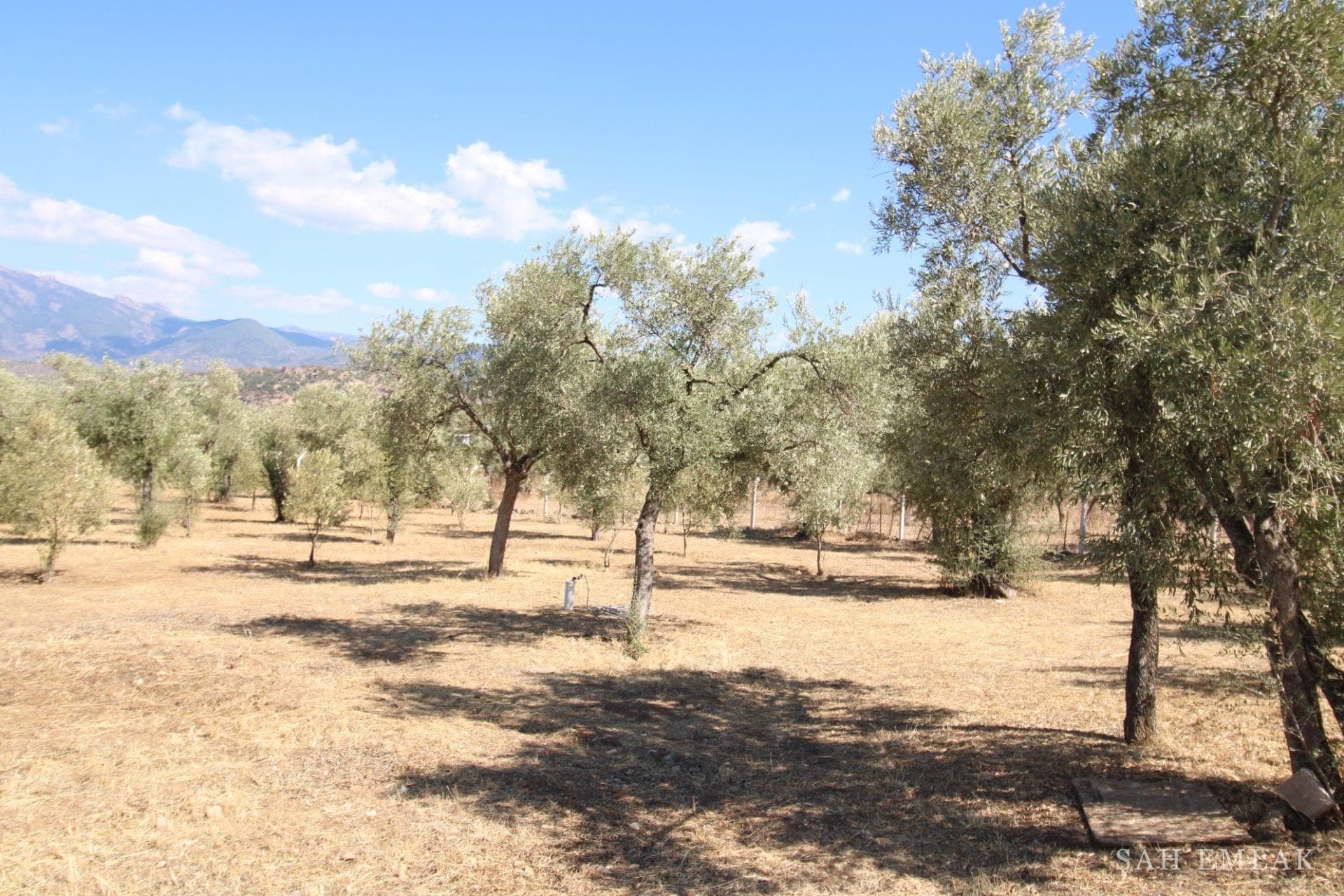 2.551 m² Olivenhain in Pınarcık mit freistehendem 1+1-Haus — Foto 12