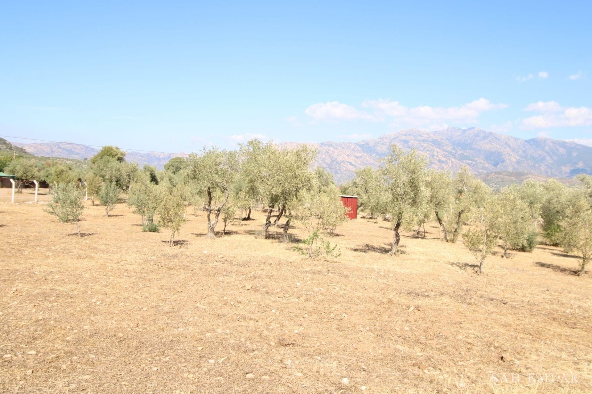 2.551 m² Olivenhain in Pınarcık mit freistehendem 1+1-Haus — Foto 14